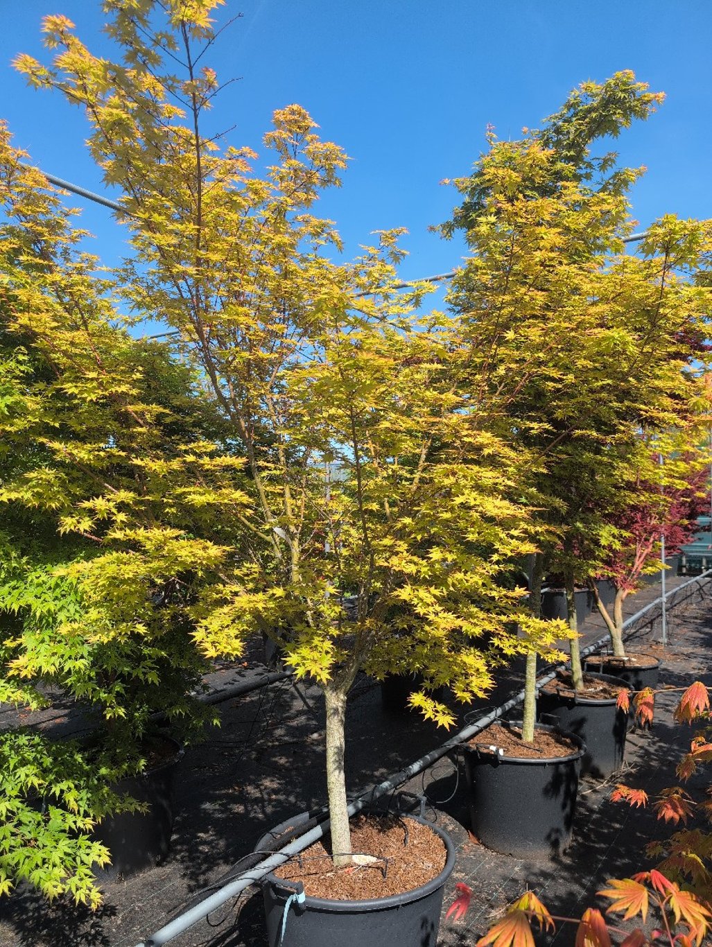 Acer palmatum - 80 CM Stem Cont.